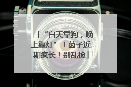 “白天靠狗，晚上靠灯”！菌子近期疯长！别乱捡
