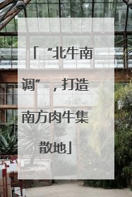 “北牛南调”，打造南方肉牛集散地