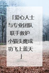 爱心人士与专业团队联手救护 小猫头鹰成功飞上蓝天
