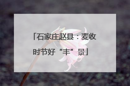石家庄赵县：麦收时节好“丰”景