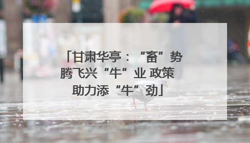 甘肃华亭：“畜”势腾飞兴“牛”业 政策助力添“牛”劲