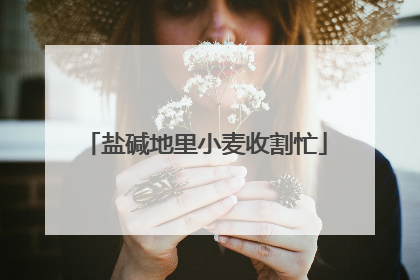 盐碱地里小麦收割忙
