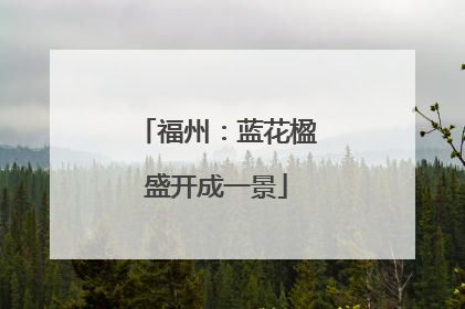 福州：蓝花楹盛开成一景
