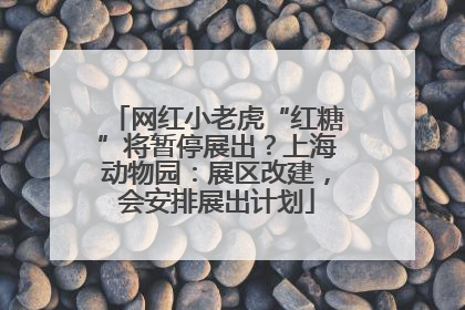 网红小老虎“红糖”将暂停展出？上海动物园：展区改建，会安排展出计划
