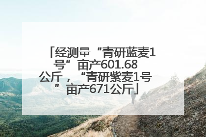 经测量“青研蓝麦1号”亩产601.68公斤，“青研紫麦1号”亩产671公斤