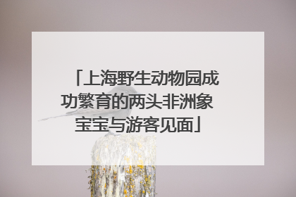 上海野生动物园成功繁育的两头非洲象宝宝与游客见面