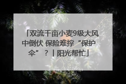 双流千亩小麦9级大风中倒伏 保险难撑“保护伞”？丨阳光帮忙