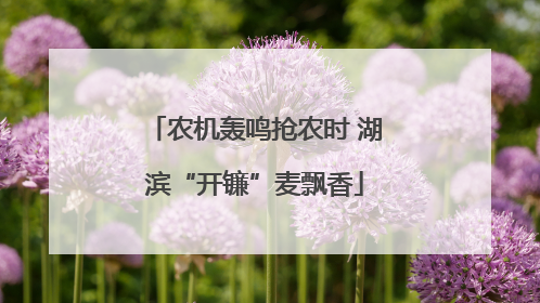 农机轰鸣抢农时 湖滨“开镰”麦飘香