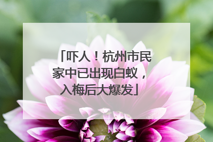 吓人！杭州市民家中已出现白蚁，入梅后大爆发