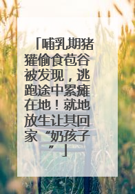 哺乳期猪獾偷食苞谷被发现，逃跑途中累瘫在地！就地放生让其回家“奶孩子”