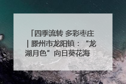 四季流转 多彩枣庄｜滕州市龙阳镇：“龙湖月色”向日葵花海 绘就乡村振兴新画卷