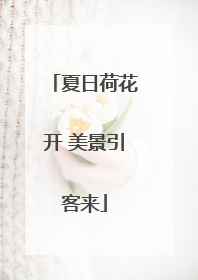 夏日荷花开 美景引客来