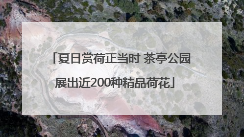 夏日赏荷正当时 茶亭公园展出近200种精品荷花