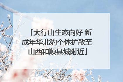 太行山生态向好 新成年华北豹个体扩散至山西和顺县城附近