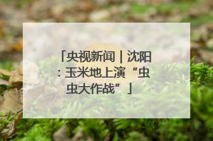 央视新闻｜沈阳：玉米地上演“虫虫大作战”