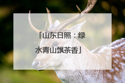 山东日照：绿水青山飘茶香