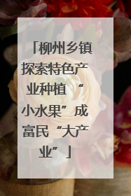 柳州乡镇探索特色产业种植 “小水果”成富民“大产业”