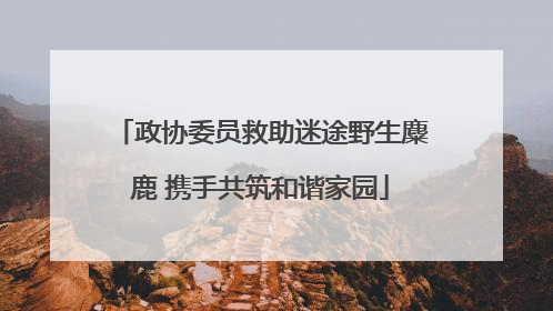 政协委员救助迷途野生麋鹿 携手共筑和谐家园
