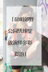 昆明郊野公园绣球绽放演绎多彩夏韵