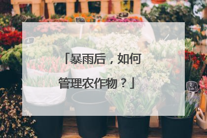 暴雨后，如何管理农作物？