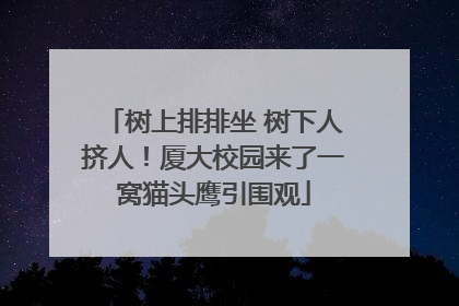 树上排排坐 树下人挤人！厦大校园来了一窝猫头鹰引围观