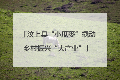 汶上县“小瓜蒌”撬动乡村振兴“大产业”