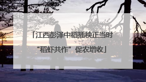 江西彭泽中稻插秧正当时 “稻虾共作”促农增收