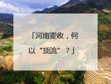 河南麦收，何以“顶流”？