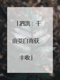 泗洪：千亩茭白喜获丰收