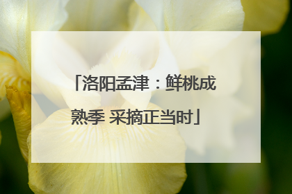 洛阳孟津：鲜桃成熟季 采摘正当时
