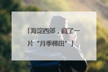 海淀西郊，藏了一片“月季梯田”