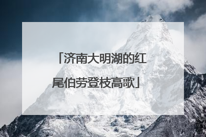 济南大明湖的红尾伯劳登枝高歌