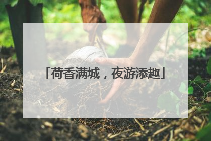荷香满城，夜游添趣