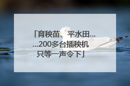 育秧苗、平水田……200多台插秧机只等一声令下