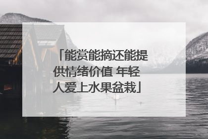 能赏能摘还能提供情绪价值 年轻人爱上水果盆栽
