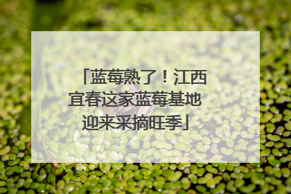 蓝莓熟了！江西宜春这家蓝莓基地迎来采摘旺季