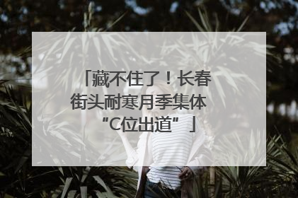 藏不住了！长春街头耐寒月季集体“C位出道”