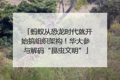 蚂蚁从恐龙时代就开始搞组织架构！华大参与解码“昆虫文明”