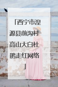 西宁市湟源县前沟村高山大白杜鹃走红网络