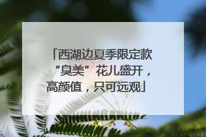 西湖边夏季限定款“臭美”花儿盛开，高颜值，只可远观