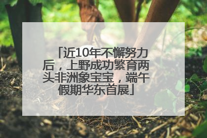 近10年不懈努力后，上野成功繁育两头非洲象宝宝，端午假期华东首展