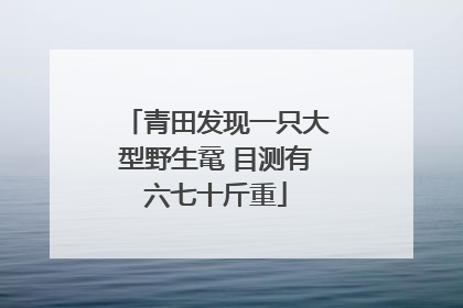 青田发现一只大型野生鼋 目测有六七十斤重