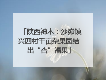 陕西神木：沙峁镇兴四村千亩杂果园结出“杏”福果