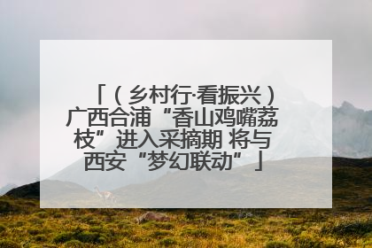 （乡村行·看振兴）广西合浦“香山鸡嘴荔枝”进入采摘期 将与西安“梦幻联动”