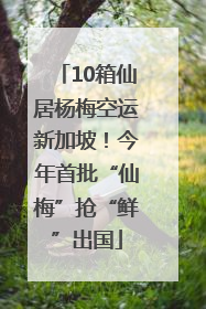 10箱仙居杨梅空运新加坡！今年首批“仙梅”抢“鲜”出国